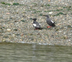 Pigeon Guillemot